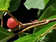 Ficus