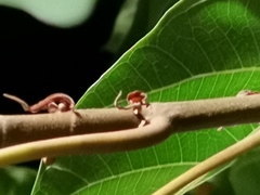 Ficus