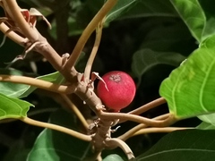 Ficus