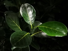 Ficus benghalensis
