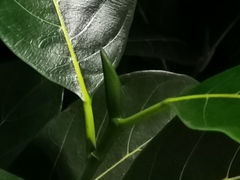 Ficus benghalensis