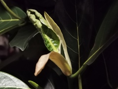 Ficus benghalensis