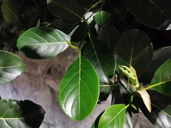 Ficus benghalensis