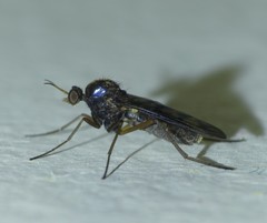 Sylvicola neozelandicus