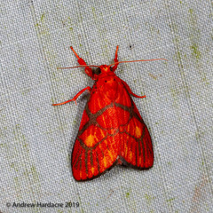 Sarbine flavodiscalis