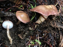 Calocybe carnea