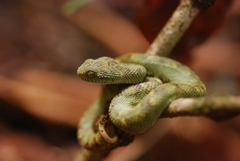 Atheris chlorechis