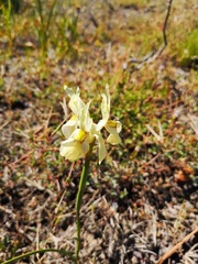 Moraea anomala