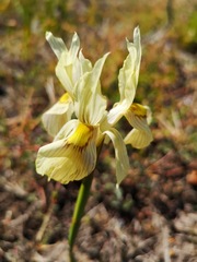Moraea anomala