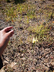 Moraea anomala