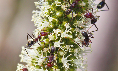 Southern Meat Ant photo 4