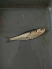 Sardinella longiceps