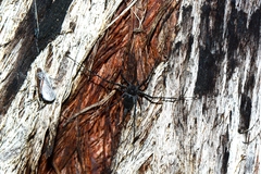 Tamopsis fickerti