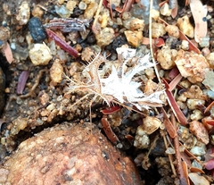 Pephricus