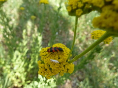 Achillea ageratum