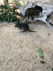 Potorous tridactylus