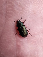 Platycerus caraboides