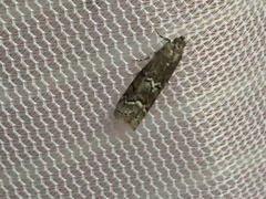 Euzophera semifuneralis