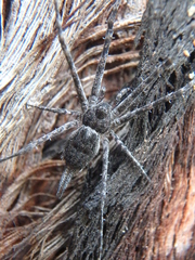 Tamopsis fickerti