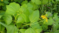 Wollastonia biflora