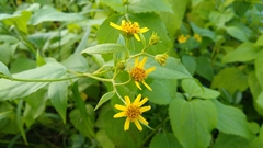 Wollastonia biflora