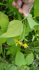 Wollastonia biflora