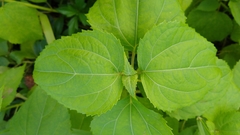 Wollastonia biflora