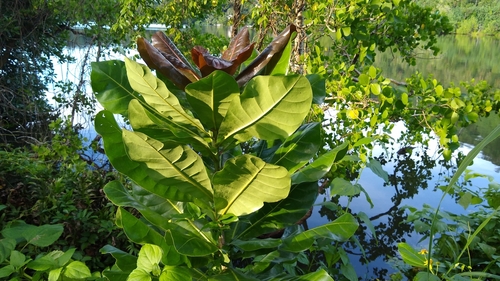 Barringtonia asiatica observed 2019-11-13