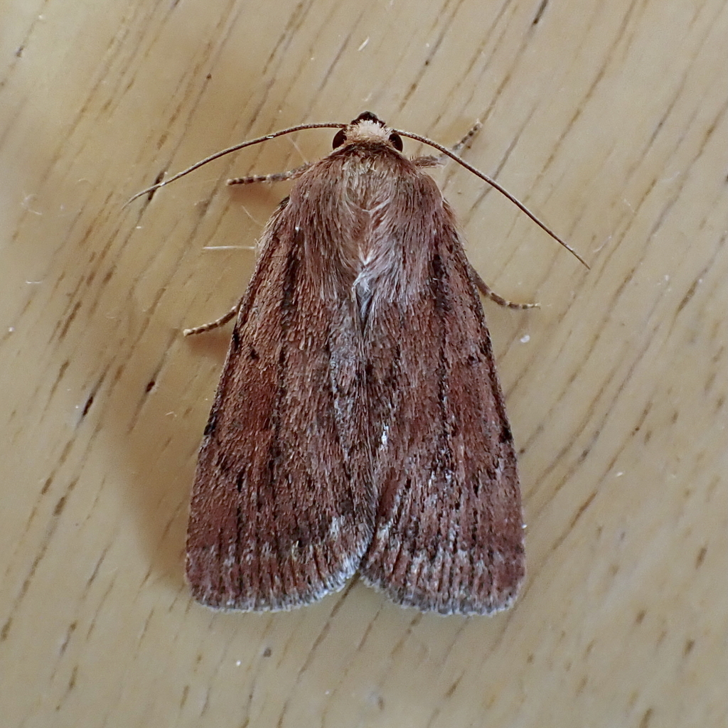 Tesagrotis piscipellis