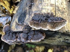 Gloeophyllum abietinum