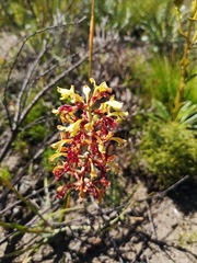 Tritoniopsis parviflora