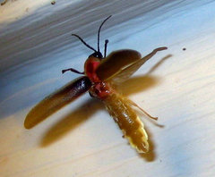 Photinus pyralis