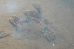 Euastacus sulcatus