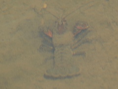 Euastacus sulcatus