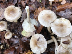 Hygrophorus discoideus