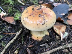 Cortinarius odorifer