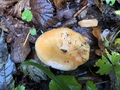 Lactarius salmonicolor