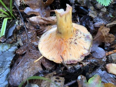 Lactarius salmonicolor