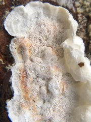 Skeletocutis carneogrisea