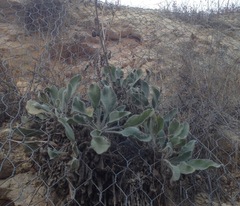 Anchusa strigosa