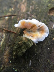 Skeletocutis amorpha