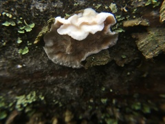 Skeletocutis amorpha