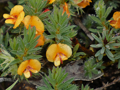 Pultenaea humilis