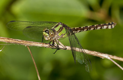 Ophiogomphus colubrinus