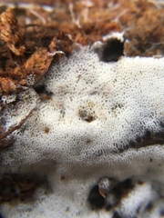 Trechispora mollusca