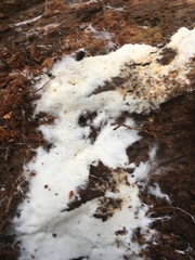 Trechispora mollusca