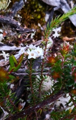 Epacris lanuginosa