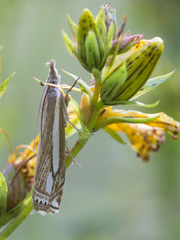 Crambus ericella