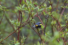 Setophaga coronata coronata × auduboni