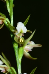 Prasophyllum odoratum